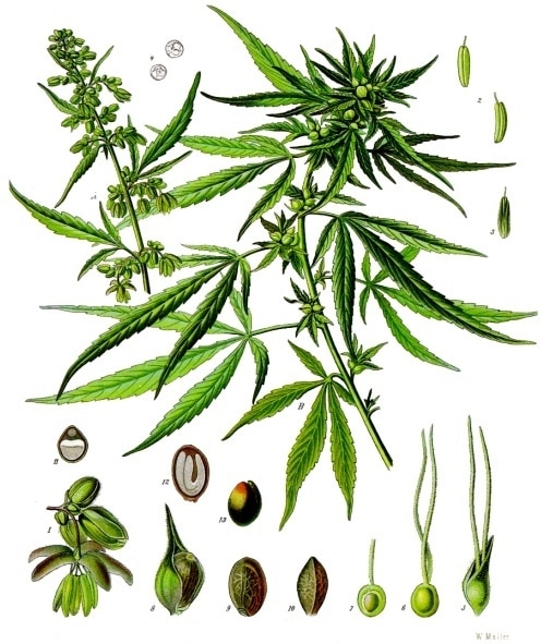 What To Expect During Your Consultation With A Medical Marijuana Doctor In Maryland 3
