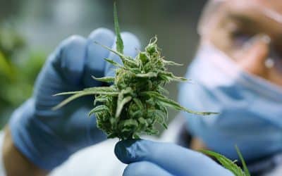 How Medical Marijuana Works