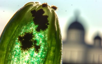 Legal Marijuana Contains Dangerous Mold States Approve It Anyway