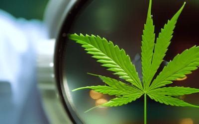 The Importance of Reviews and Recommendations in Finding Your Cannabis Doctor